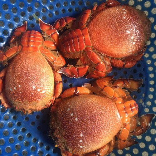 Cua huỳnh đế phú quý